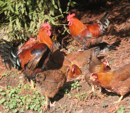 Some of the Welsummers sunning themselves